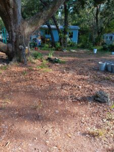 A cluttered, rural property with a large tree in the foreground and a small blue shed in the background.