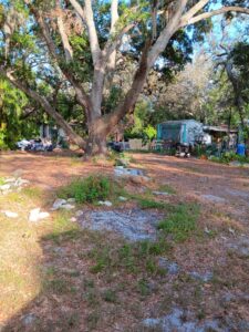 A cluttered yard with a large oak tree in the foreground and a small blue shed in the distance.