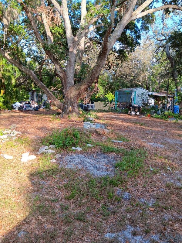 A cluttered yard with a large oak tree in the foreground and a small blue shed in the distance.