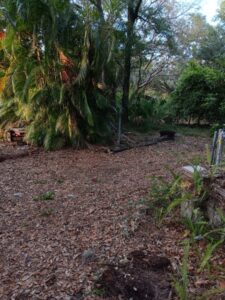 A yard with a ground covered in brown leaves, with lush palm fronds on one side and tall trees on the other.